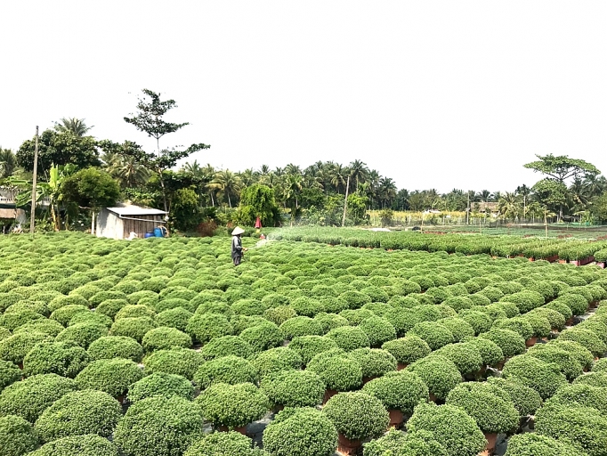 Làng hoa Cái Mơn (Bến Tre): Rộn ràng đón tết ron rang don tet