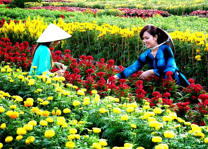 Làng hoa Cái Mơn (Bến Tre): Rộn ràng đón tết ron rang don tet