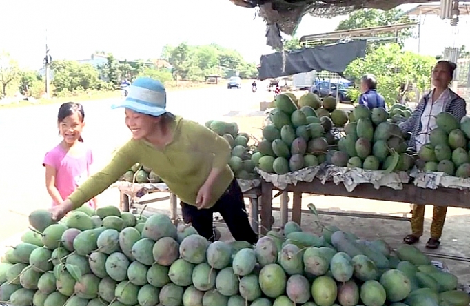 vua xoai dak gan san sang phuc vu tet