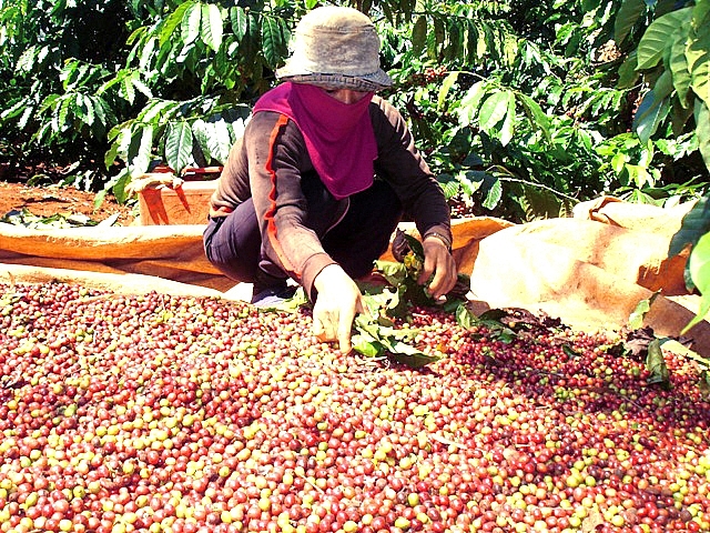 lien ket san xuat tieu thu ca phe