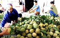 Tái cơ cấu nông nghiệp gắn với xây dựng nông thôn mới