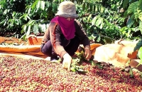 Liên kết sản xuất, tiêu thụ cà phê