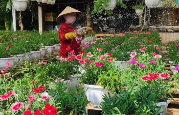 Quảng Trị: Làng hoa An Lạc tất bật cho vụ hoa Tết
