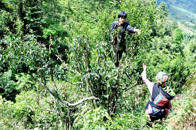 ket noi tao nguon luc tong hop de giam ngheo