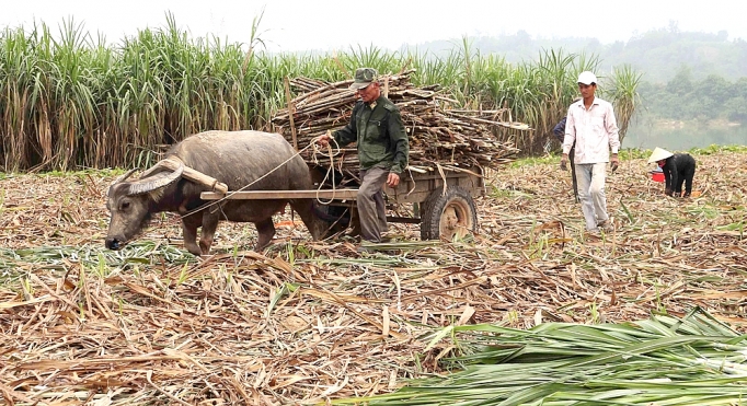 Phú Yên: Bà con đề phòng hỏa hoạn khi thu hoạch mía phu yen ba con de phong hoa hoan khi thu hoach mia