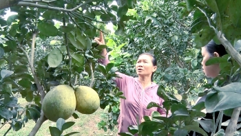 Buôn Đôn: Thành công từ đề án phát triển kinh tế trang trại