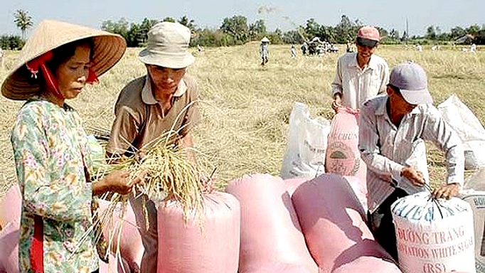 lua nang thom cho dao
