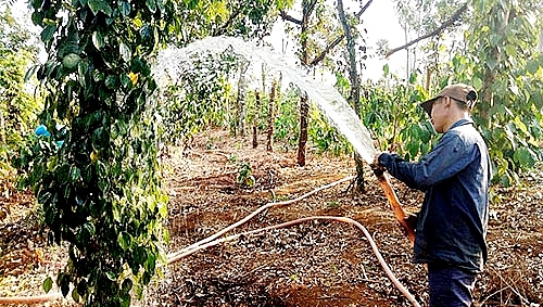 Tây Nguyên căng mình chống hạn tay nguyen cang minh chong han