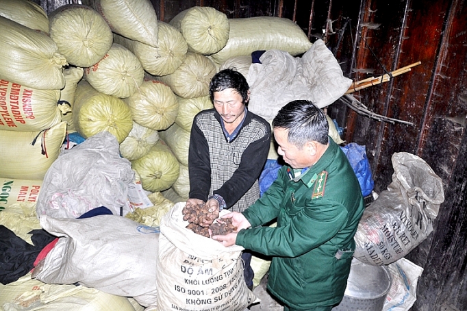 Cây thảo quả và chuyện thoát nghèo ở Y Tý cay thao qua va chuyen thoat ngheo o y ty