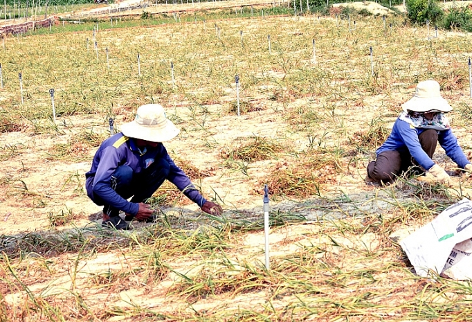 toi ly son mat mua giam gia