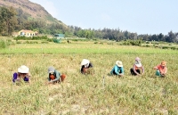 Tỏi Lý Sơn mất mùa, giảm giá