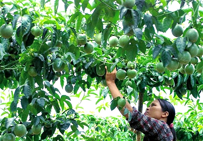 Mở rộng diện tích cây chanh leo mo rong dien tich cay chanh leo