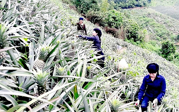 dua duoc mua mat gia