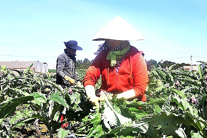 ba con dan toc lien ket trong atiso