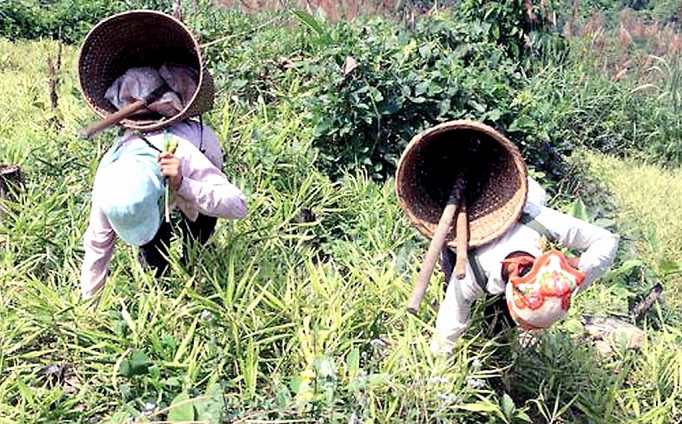 Nghệ An: Giá gừng củ Kỳ Sơn tăng nghe an gia gung cu ky son tang