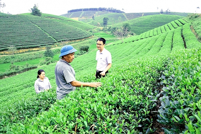 Nghệ An: Giá chè giảm mạnh, bà con vẫn quyết tâm bám trụ nghe an gia che giam manh ba con van quyet tam bam tru