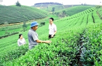 Nghệ An: Giá chè giảm mạnh, bà con vẫn quyết tâm bám trụ