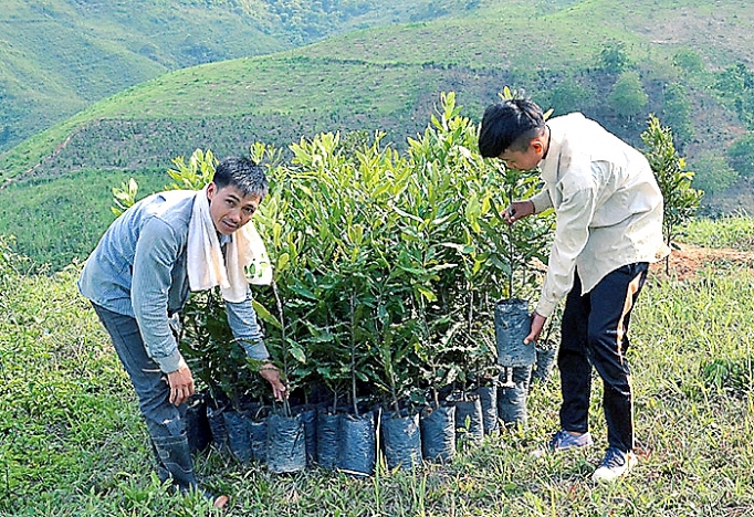 Liên kết trồng mắc ca lien ket trong mac ca