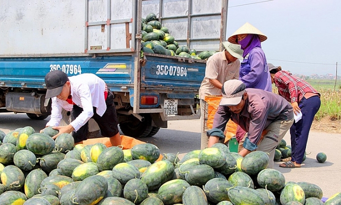 Dưa hấu được mùa, được giá dua hau duoc mua duoc gia