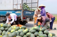 Dưa hấu được mùa, được giá