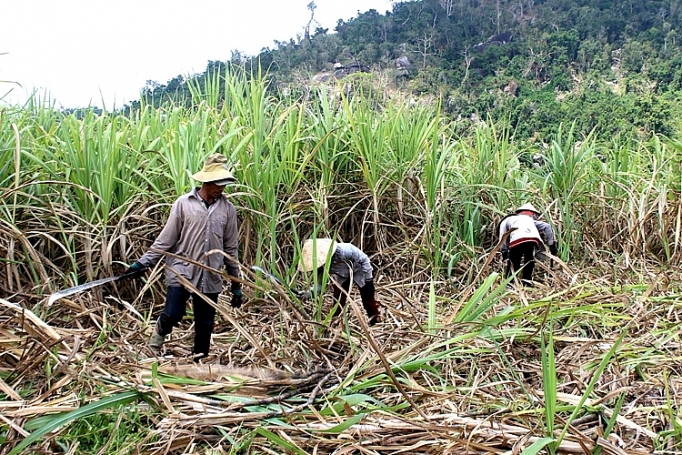 mia kho heo do nang nong keo dai