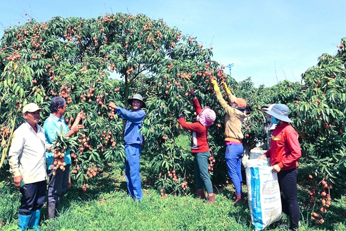 Đắk Lắk: Khai thác lợi thế từ quả vải chín sớm dak lak khai thac loi the tu qua vai chin som