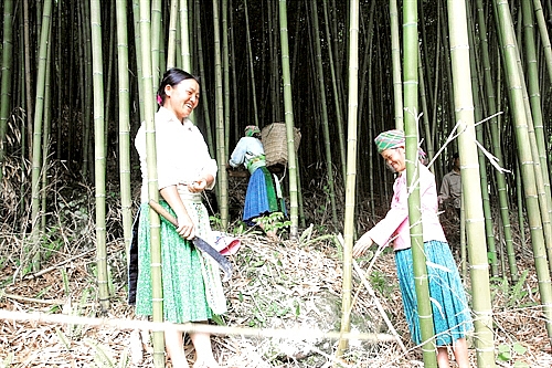 chieu truc sao cao bang