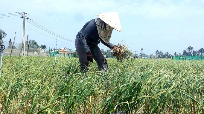 Hành, tỏi Lý Sơn được giá hanh toi ly son duoc gia