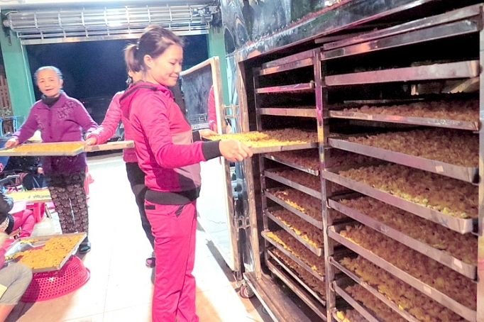 can bao ton nhan rong giong tra quy