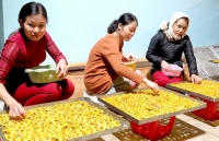 Nghệ An: Cần bảo tồn, nhân rộng giống trà quý