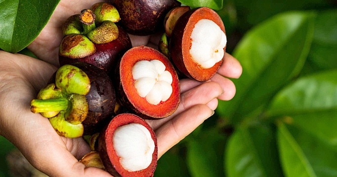 giay thong hanh de mang cut dau tieng vuon xa