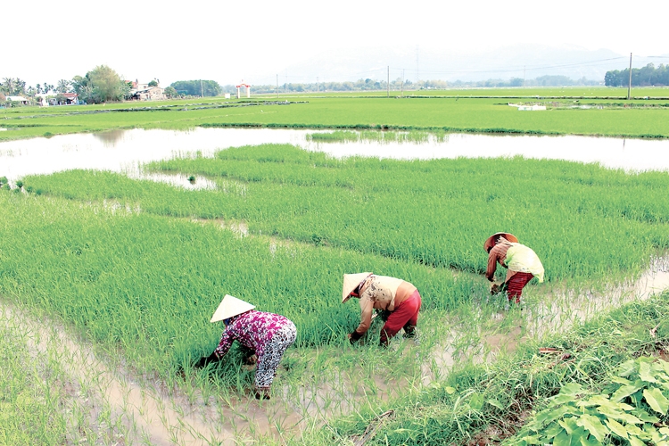 3521 dai loc tren duong phat trien du lych nang tam cao moi1