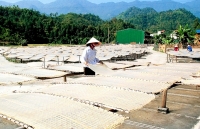 Cơ hội để phụ nữ cải thiện sản xuất và mở rộng kinh doanh