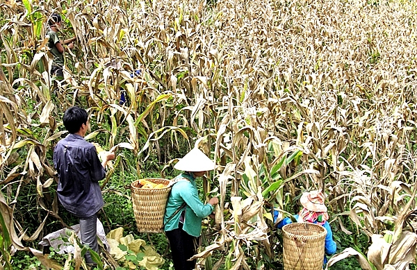 Bà con gặp khó khăn do giá ngô hạt giảm ba con gap kho khan do gia ngo hat giam