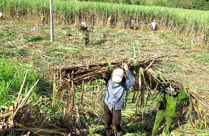 mia kho han do nang nong