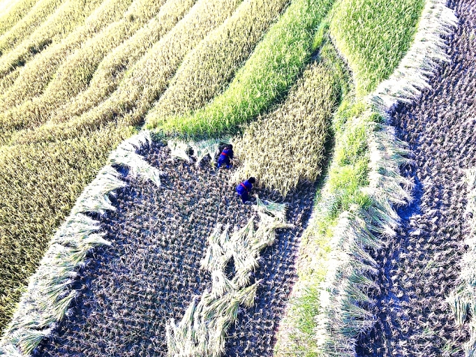 Mùa vàng trên rẻo cao mua vang tren reo cao