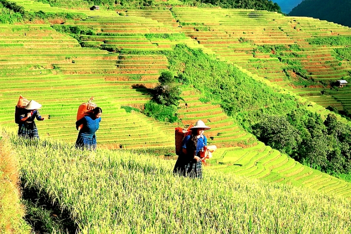 Mùa vàng trên rẻo cao mua vang tren reo cao