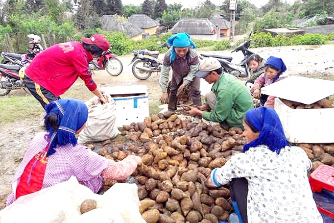 Lào Cai: Sâm đất bán chạy sam dat ban chay
