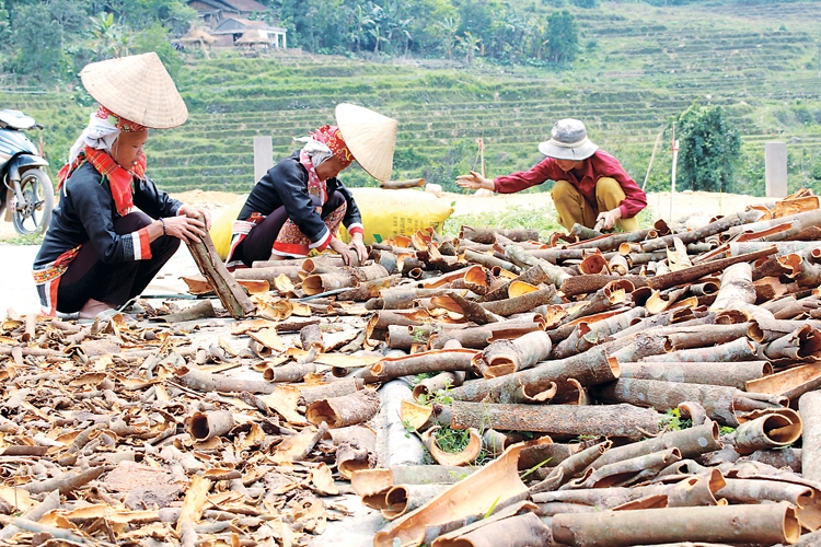 undefined 4440-anh-4