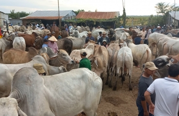 Giấy kiểm dịch cho trâu, bò nhập lậu đóng dấu Thú y tỉnh Đồng Tháp