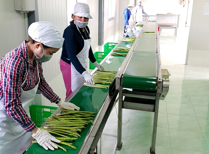 Măng tây xanh giúp hồi sinh vùng đất khó mang tay xanh giup hoi sinh vung dat kho
