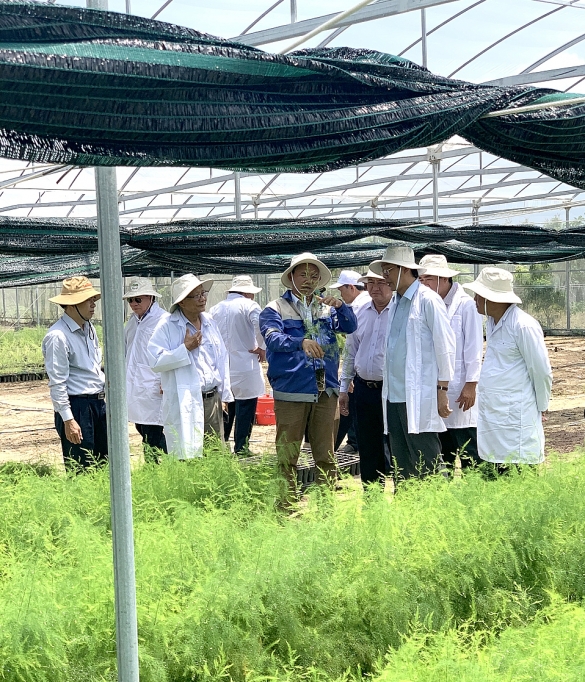 Măng tây xanh giúp hồi sinh vùng đất khó mang tay xanh giup hoi sinh vung dat kho