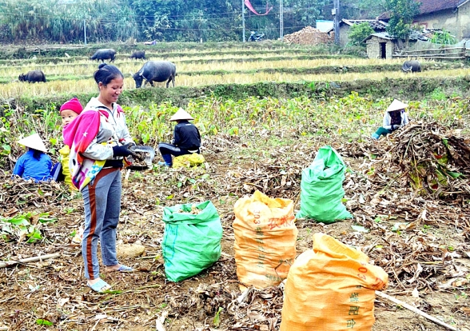 Thống nhất giá thu mua dong riềng vụ 2019 thong nhat gia thu mua dong rieng vu 2019