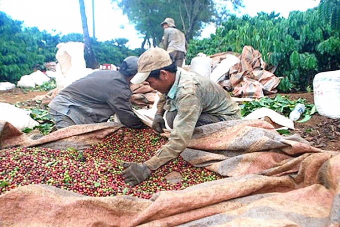 kon tum gia ca phe giam ba con lo lang