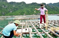 Phát triển kinh tế  “kéo” nông thôn khởi sắc