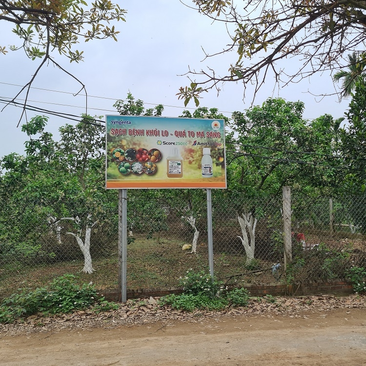 Sớm tháo gỡ khó khăn cho người trồng bưởi ở xã Phú Kim Sớm tháo gỡ khó khăn cho người trồng bưởi ở xã Phú Kim