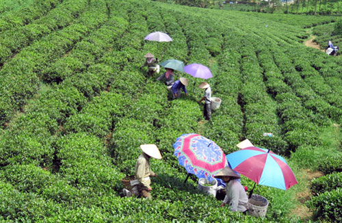 Phát triển vùng chè theo hướng VietGap 