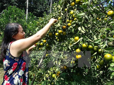Nông dân Đồng Tháp phấn khởi vì quýt đường trái vụ cho lãi cao Nông dân Đồng Tháp phấn khởi vì quýt đường trái vụ cho lãi cao