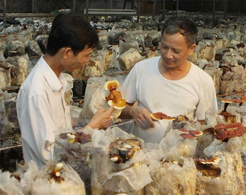 Trồng nấm linh chi đỏ ở đảo Phú Quốc mang lại hiệu quả cao Trồng nấm linh chi đỏ ở đảo Phú Quốc mang lại hiệu quả cao