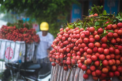 Những mẹo nhỏ giúp giải nhiệt sau khi lỡ ăn nhiều quả vải Những mẹo nhỏ giúp giải nhiệt sau khi lỡ ăn nhiều quả vải